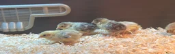 Quail poultry for sale: Chinese / button quail chicks  - Advert 1