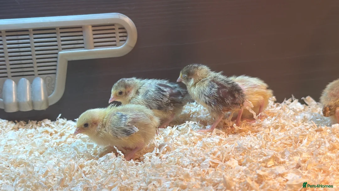 Quail poultry for sale: Chinese / button quail chicks  - Advert 1