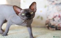 Sphynx cats for sale: Pure bloodline Black Sphynx  - Image 4