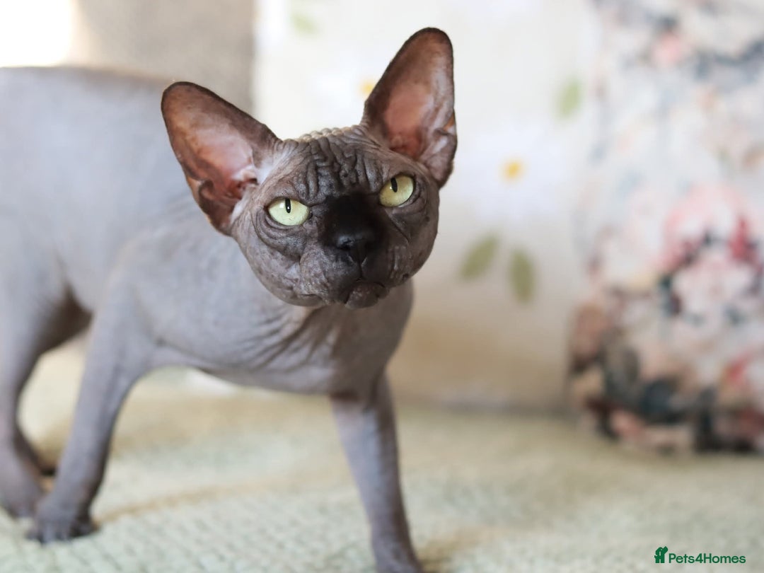 Sphynx cats for sale: Pure bloodline Black Sphynx  - Image 4