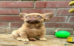 French Bulldog dogs for stud: New shade fluffy merle  in Sheffield - Image 26