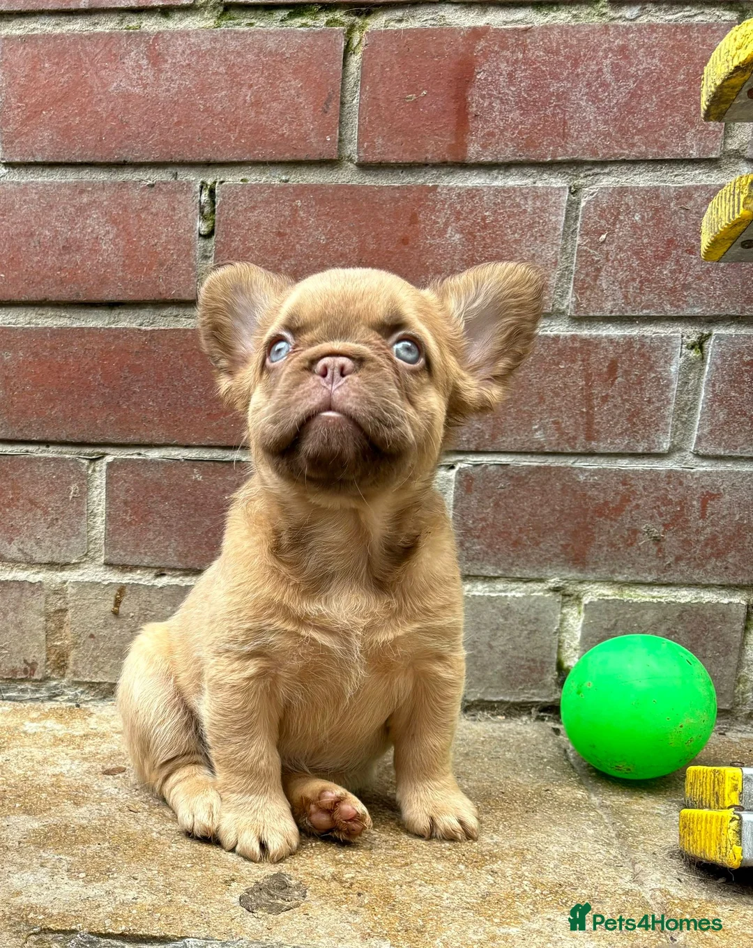 French Bulldog dogs for stud: New shade fluffy merle  in Sheffield - Advert 26