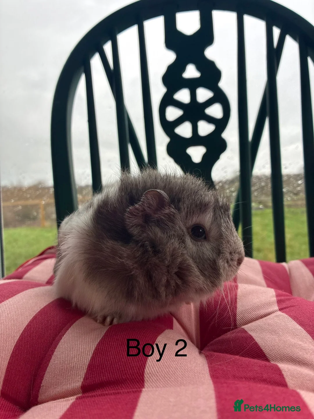 Guinea Pig rodents for sale: Baby guinea pigs for sale  - Advert 6