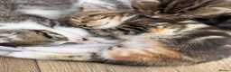 Domestic Shorthair cats for sale: Beautiful, friendly mixed calico tabby kittens in Droitwich - Advert 7