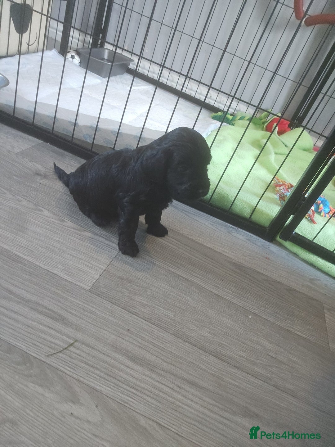 Cockapoo dogs for sale: 1 LEFT Toy f1b cokapoos🐶🐶 - Advert 9