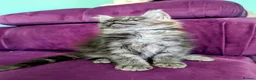 Maine Coon cats for sale: Pedigreed Maine Coon kittens - Advert 12