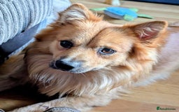 German Spitz dogs for stud: Volpino Italiano for STUD - Image 2
