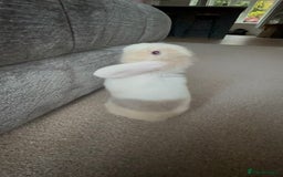Mini Lop rabbits for sale: Mini lop bucks - Image 4