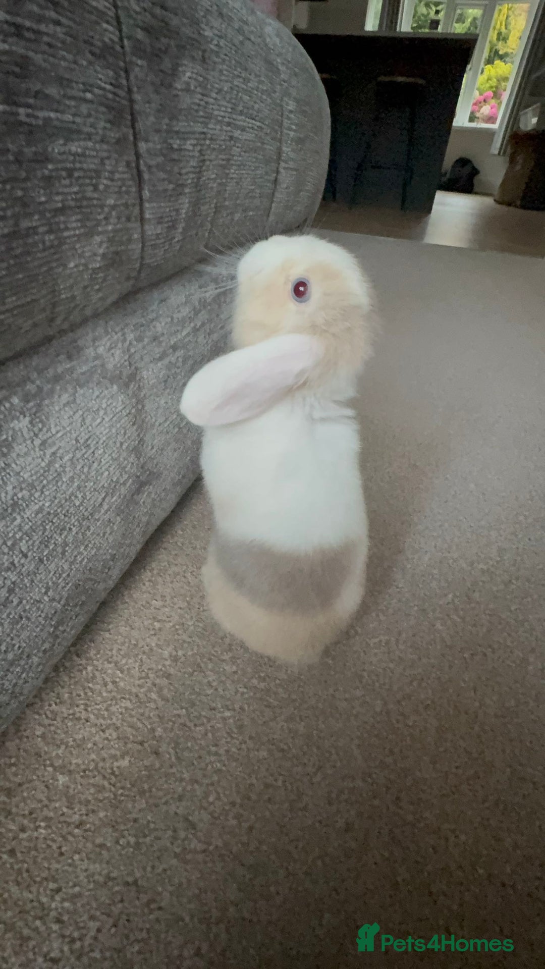 Mini Lop rabbits for sale: Mini lop bucks - Image 4