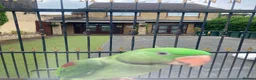 Budgerigars birds for sale: 🦜 Hand-Reared Alexandrine Parrot  in Halifax - Advert 3