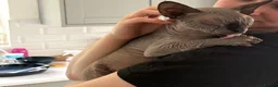 Sphynx cats for sale: 1 Male Sphynx cat in Eastbourne - Advert 3