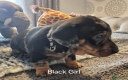 Dachshund dogs for sale: Dachshund Puppies looking for forever homes - Image 7