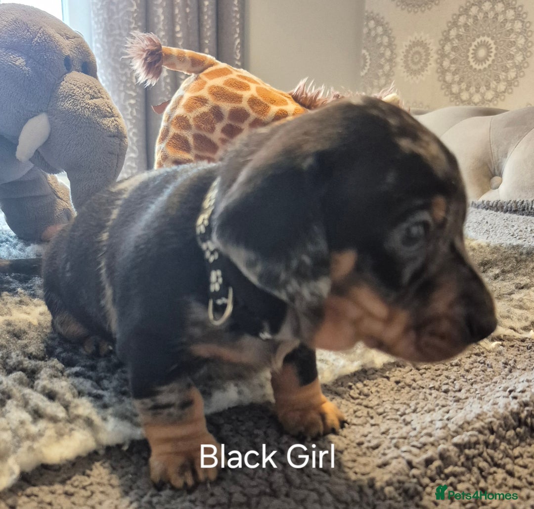 Dachshund dogs for sale: Dachshund Puppies looking for forever homes - Image 7