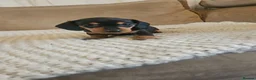 Dachshund dogs for sale: Miniature Dachshund puppies - Advert 6