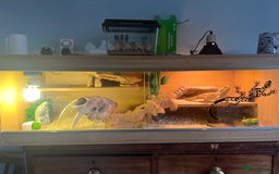 Bearded Dragon reptiles for sale: 1.5 year old Bearded dragon with kit - Image 5