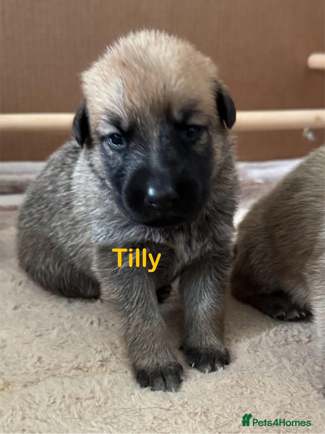 Mixed Breed dogs for sale: Beautiful Inca & handsome Nanuq PUPDATE x2  - Image 29