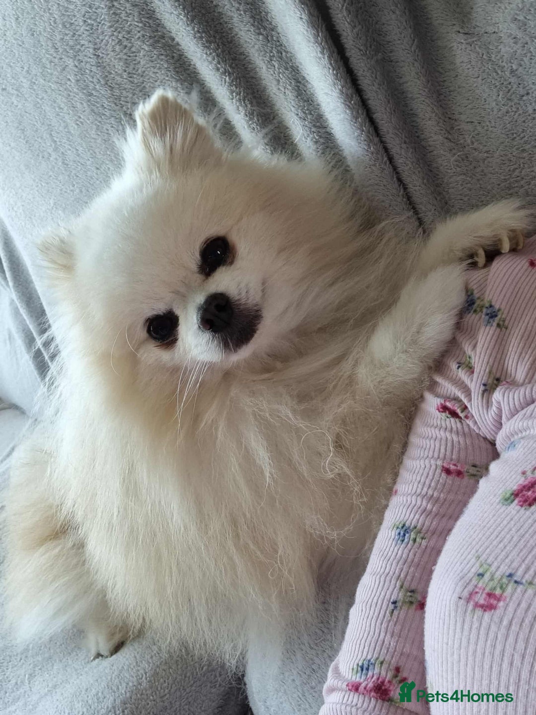 Pomeranian dogs for stud: Pomeranian Boy For Stud - Advert 4