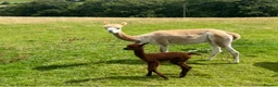 Alpaca livestock for sale: Pedigree registered mother and daughter - Advert 4