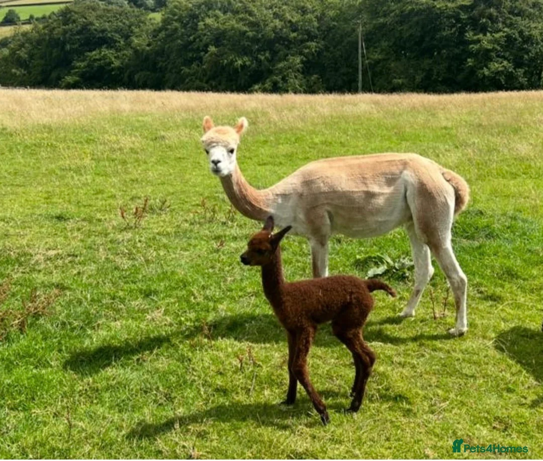 Alpaca livestock for sale: Pedigree registered mother and daughter - Advert 4
