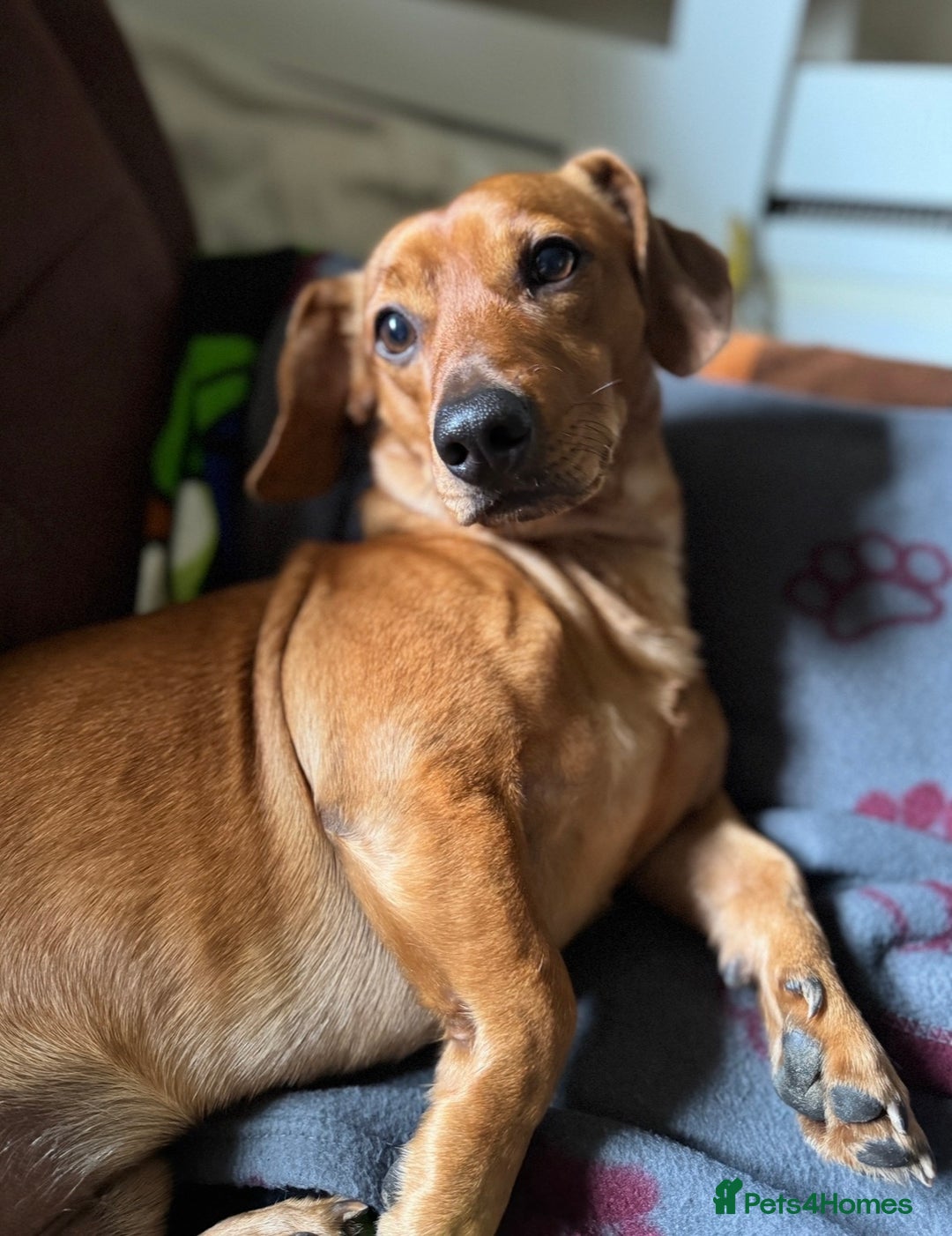 Mixed Breed dogs for stud: 4 year old Whisky, Jackshund mix. - Advert 5