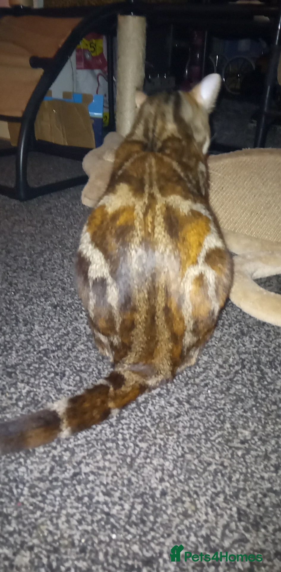 Mixed Breed cats Marble bengal cross - Advert 9