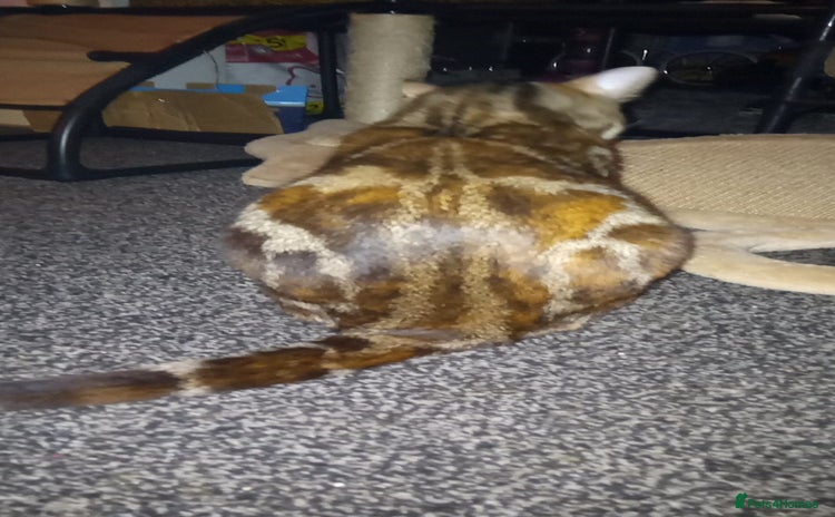 Mixed Breed cats Marble bengal cross - Advert 1