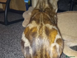 Mixed Breed cats Marble bengal cross - Advert 3