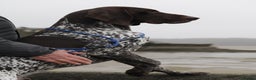 German Shorthaired Pointer dogs for stud: Excellent example Gsp kc and health tested. STUD in Lancaster - Advert 27