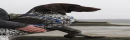 German Shorthaired Pointer dogs for stud: Excellent example Gsp kc and health tested. STUD in Lancaster - Advert 27