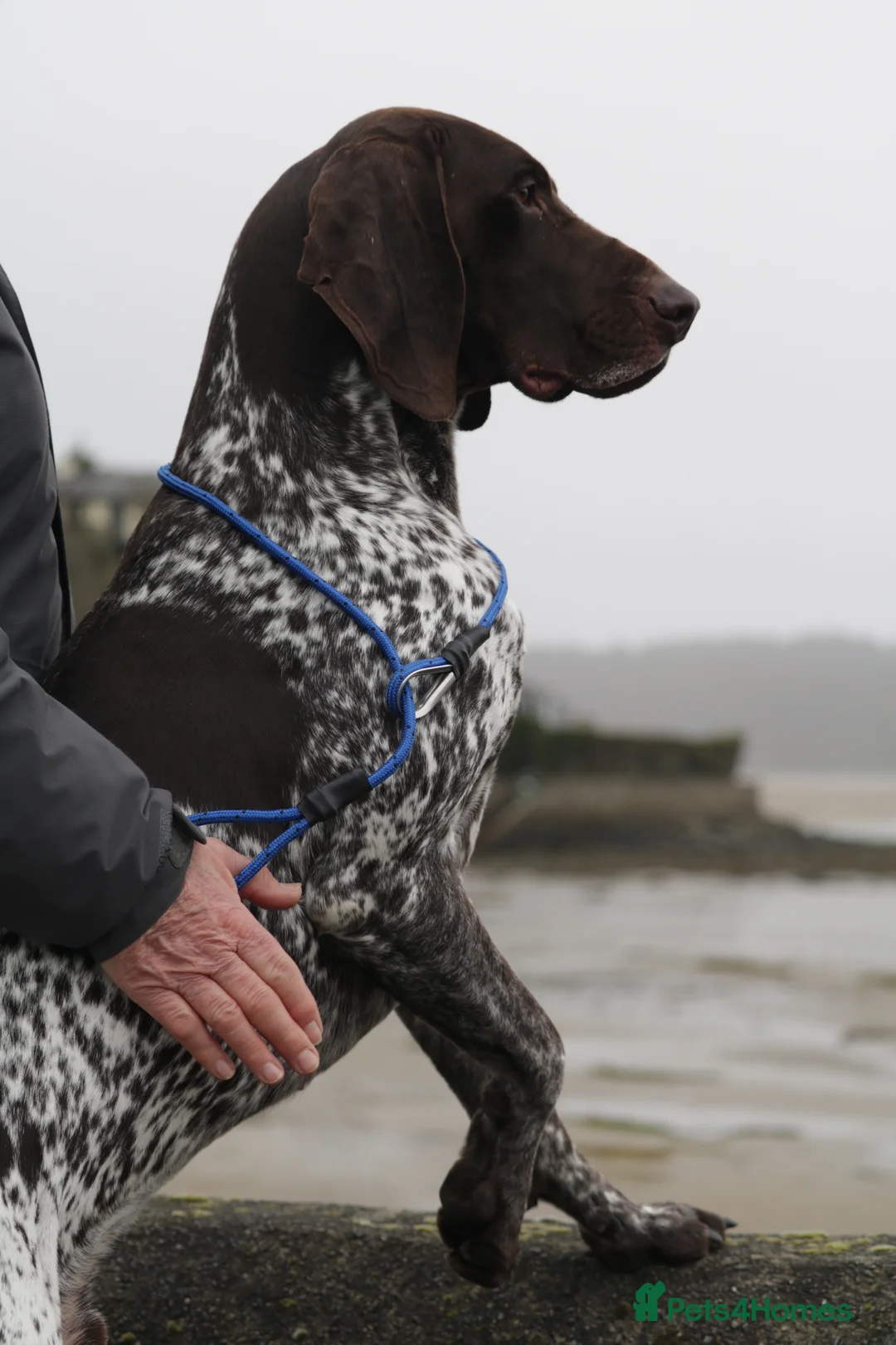German Shorthaired Pointer dogs for stud: Excellent example Gsp kc and health tested. STUD in Lancaster - Advert 27