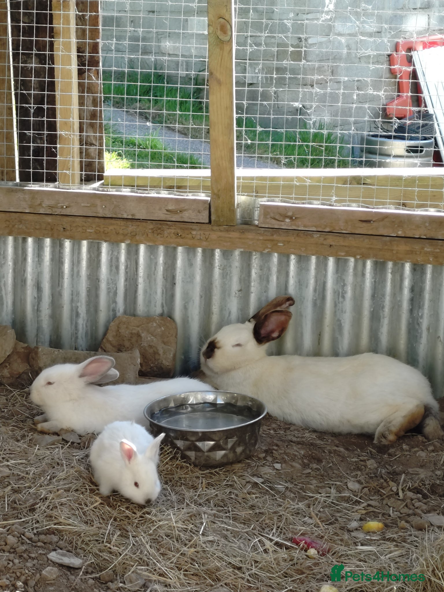 Mixed Breed rabbits for sale: New Zealand White cross Californian Rabbit - Advert 1