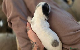 Mixed Breed dogs for sale: Beautiful cocker spaniels - Image 6