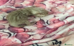 Bengal cats for sale: Now taking deposits for December and February  - Image 4