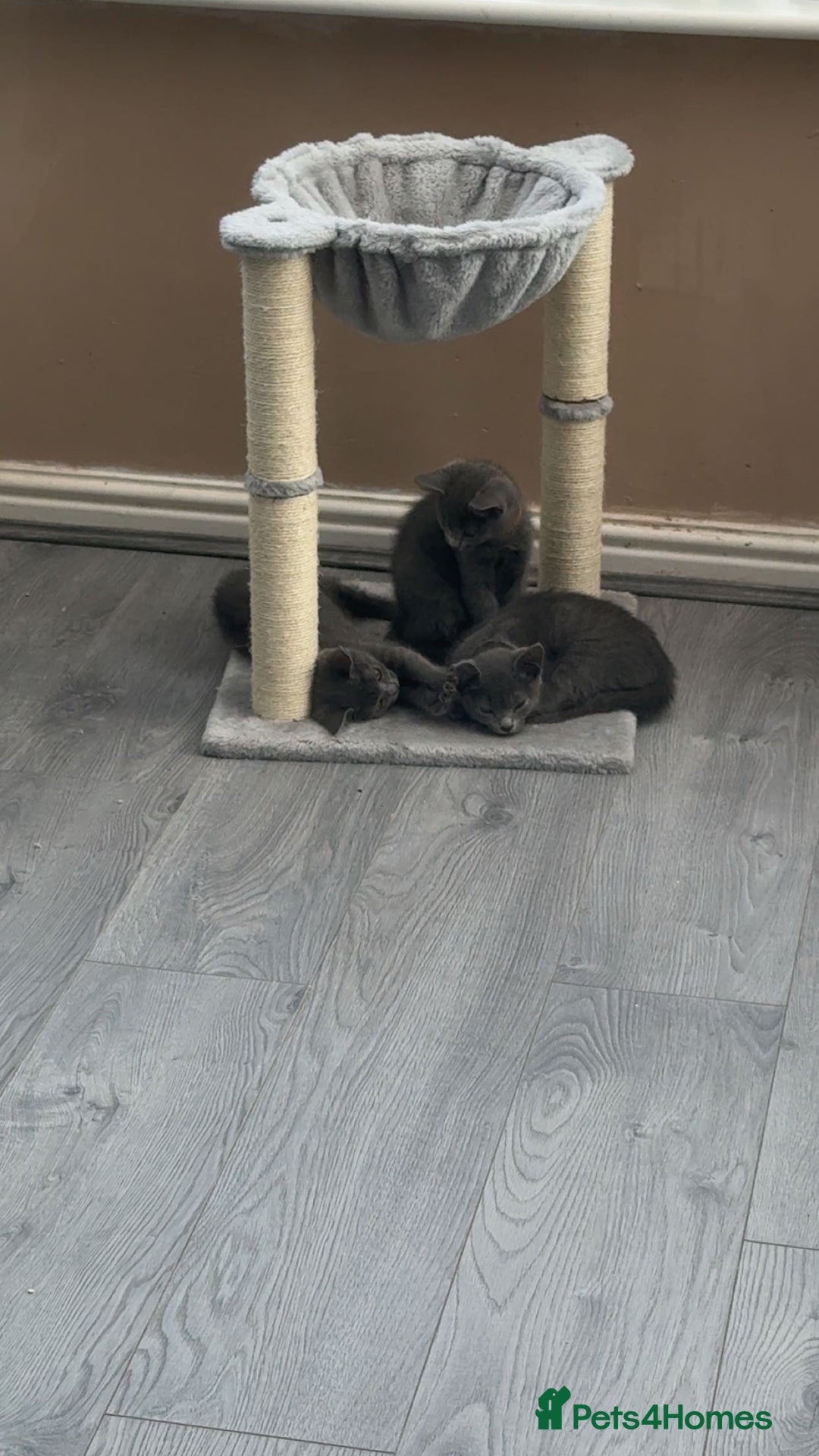 British Shorthair cats for sale: Full grey british short hair kittens  - Image 5