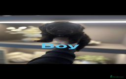 Cockapoo dogs for sale: Cockapoo puppies  - Image 2