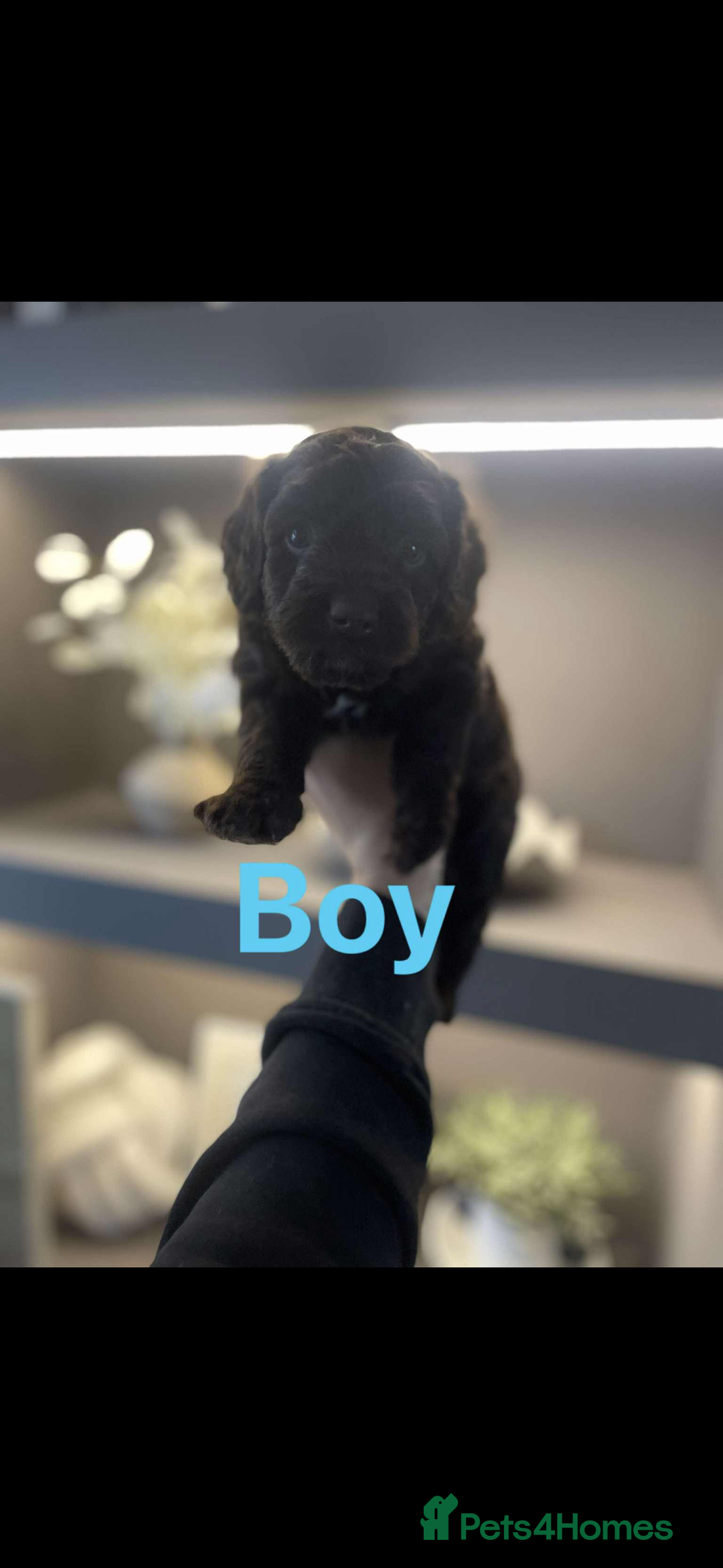 Cockapoo dogs for sale: Cockapoo puppies  - Image 2