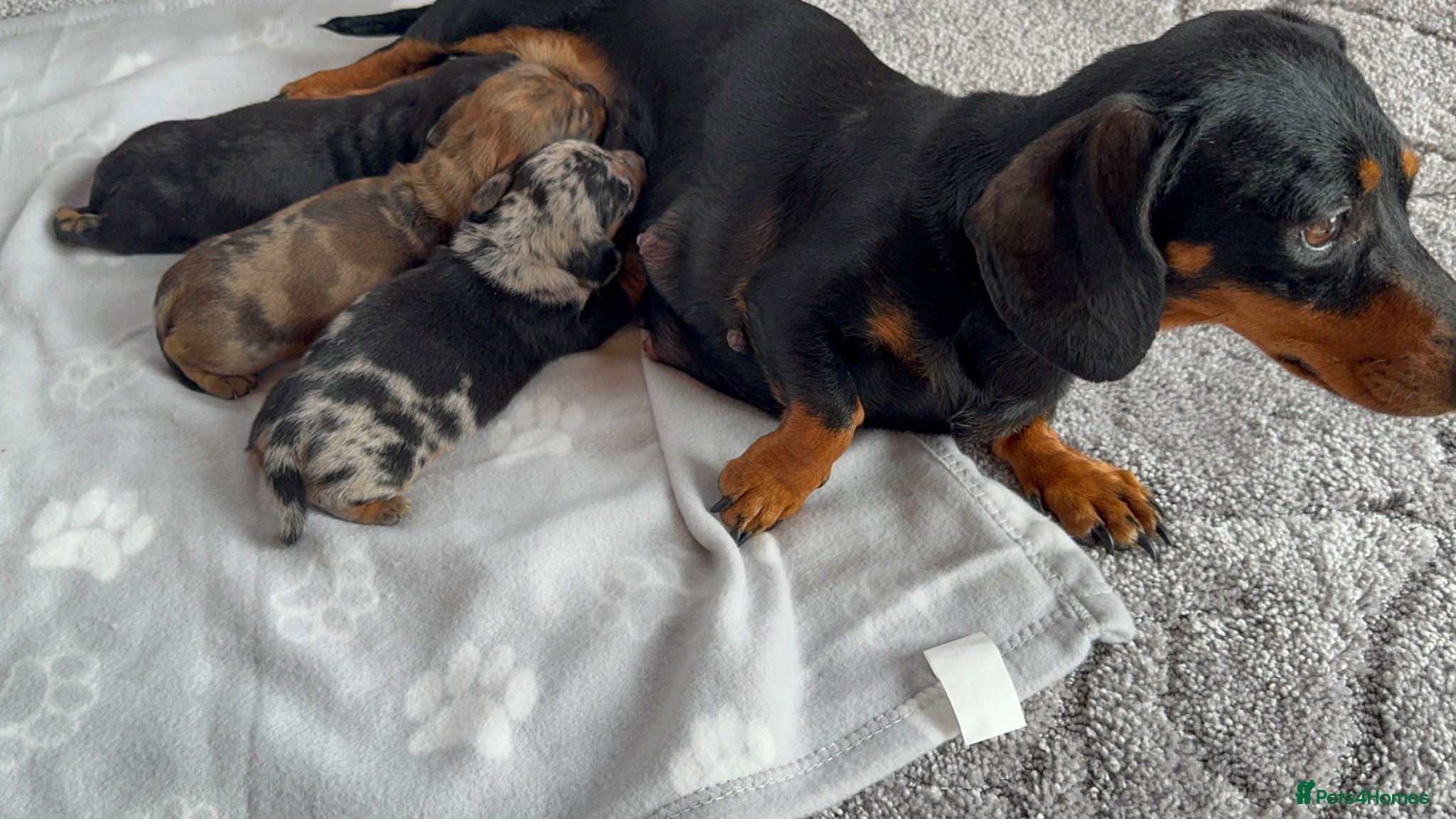 Miniature Dachshund dogs for sale: Stunning litter of mini dachshund puppies  - Advert 1