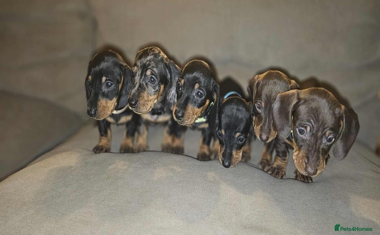 Miniature Dachshund dogs - Advert 14