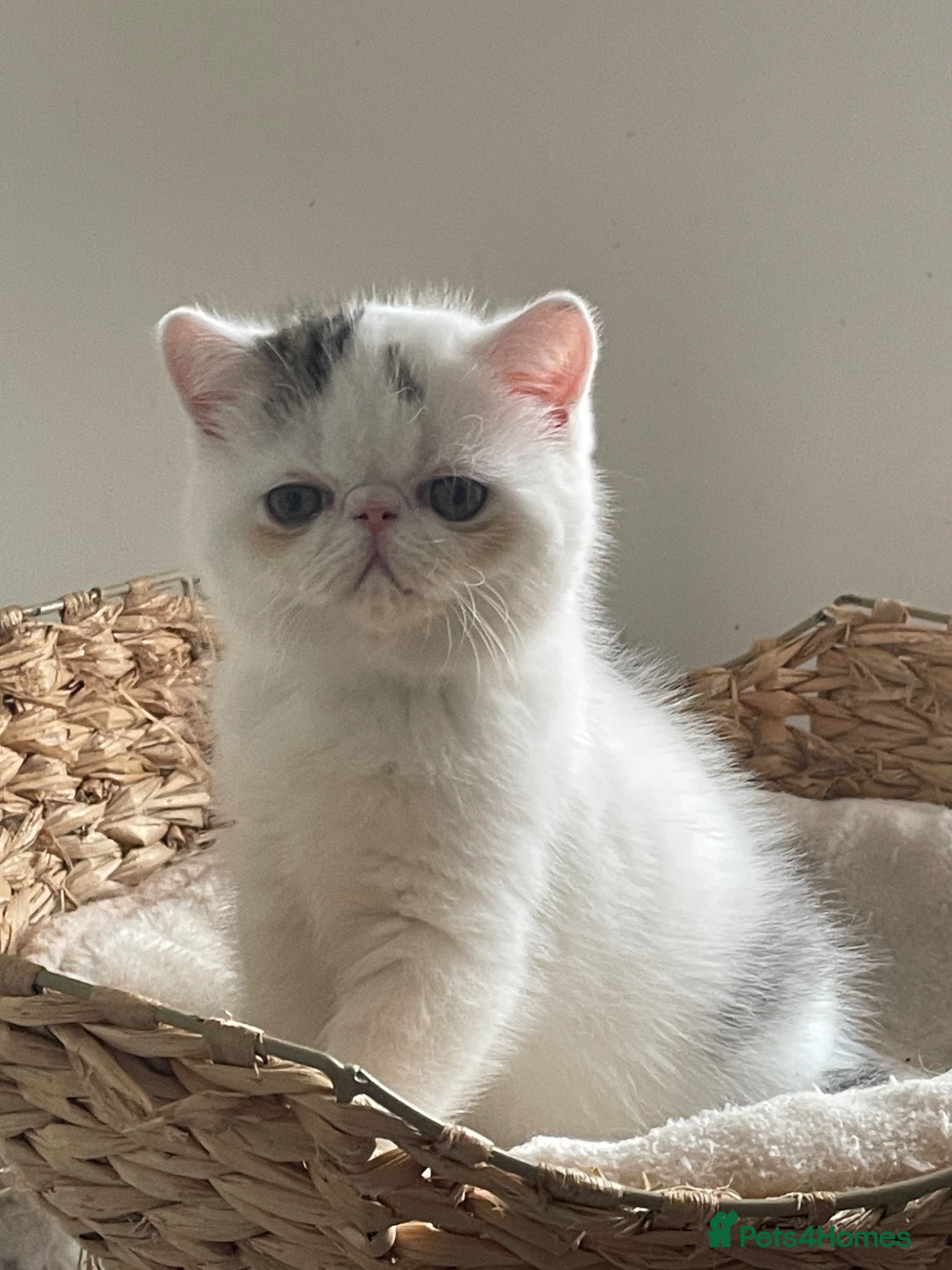 Exotic cats Gorgeous GCCF reg. Exotic kittens - Advert 7