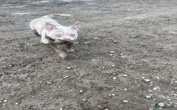 Mixed Breed dogs for sale: French/pocket bulldog  - Image 5