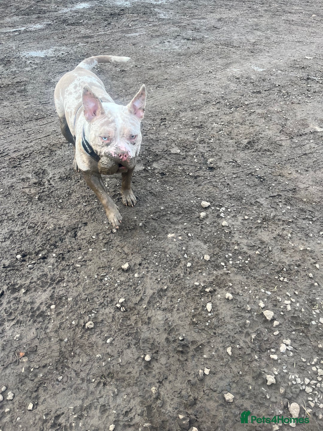 Mixed Breed dogs for sale: French/pocket bulldog  - Image 5