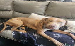 Presa Canario dogs for sale: 12 month old presa carnario - Image 3