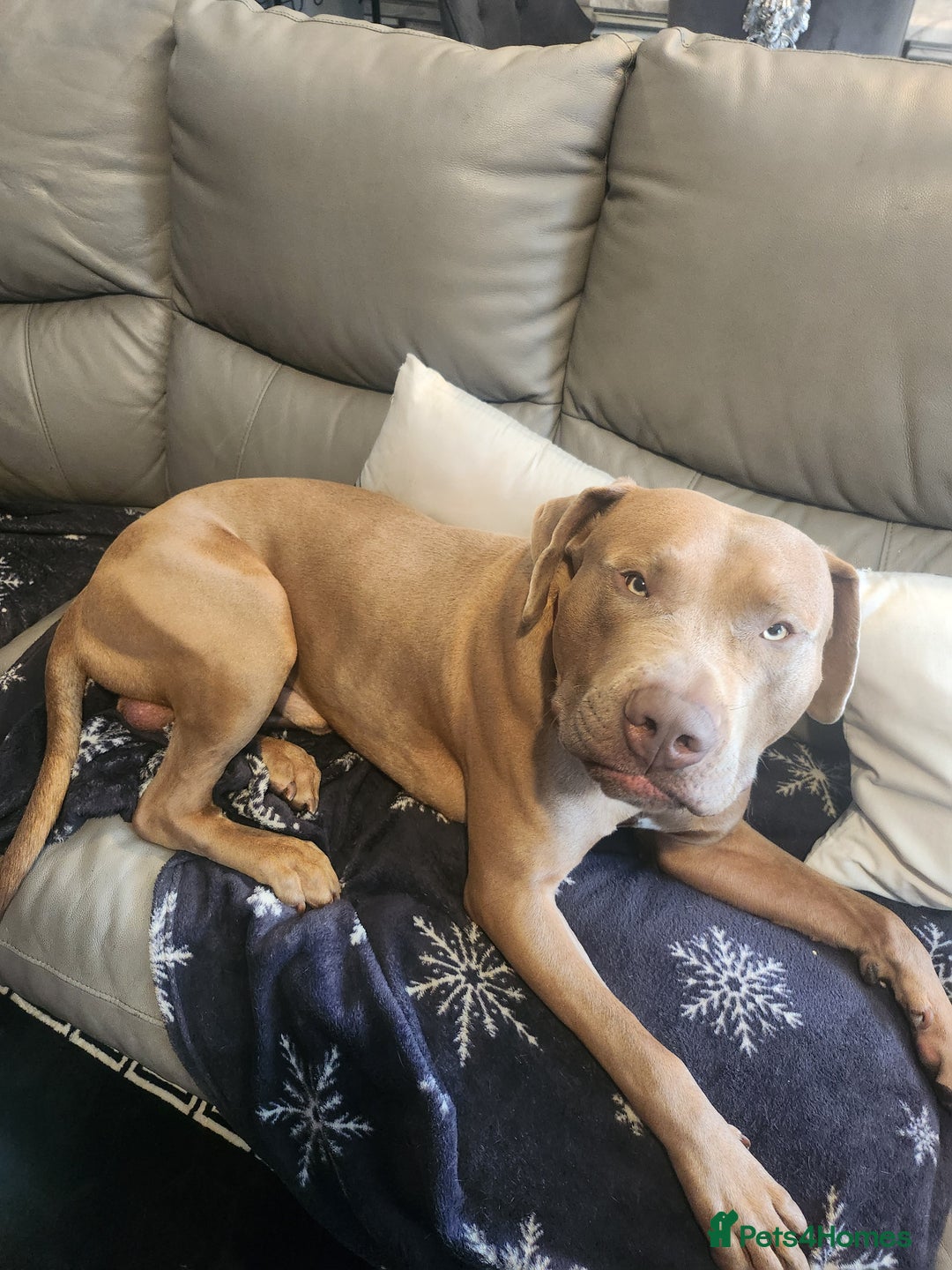 Presa Canario dogs for sale: 12 month old presa carnario - Image 3