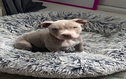Mixed Breed dogs for sale: Last one of the litter is little milo  - Image 1