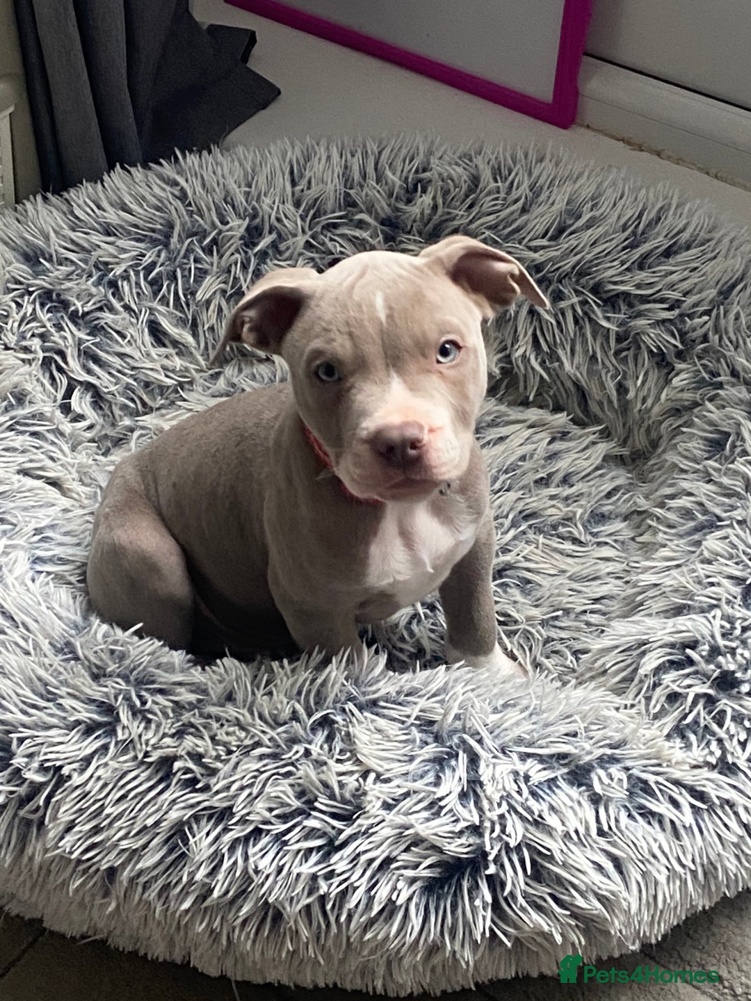 Mixed Breed dogs for sale: Last one of the litter is little milo  - Image 1