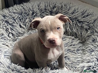 Mixed Breed dogs - Advert 3