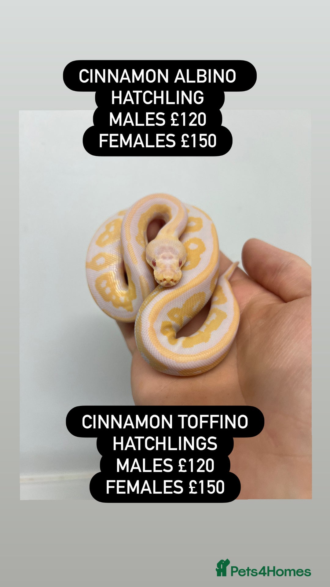 Python Snake reptiles for sale: Ball pythons for sale - Advert 5