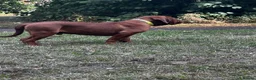 Dogue De Bordeaux dogs for sale: Amazing show quality puppies available ! - Advert 6