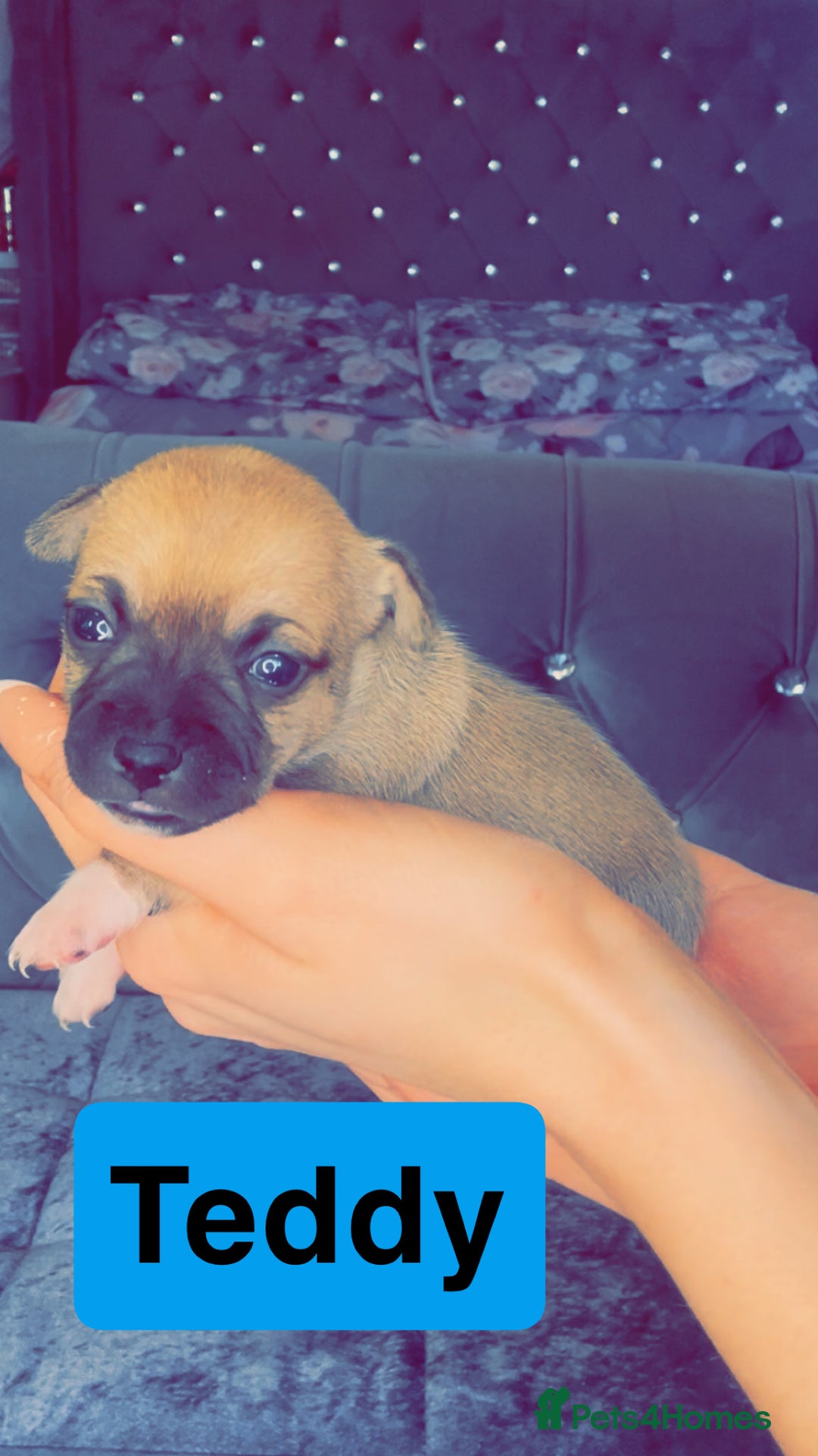 Mixed Breed dogs for sale: Chihuahua puppies  - Image 13