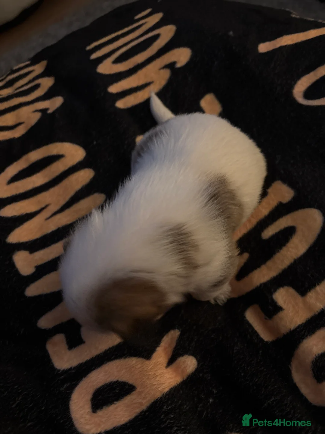 Mixed Breed dogs for sale: Maltijack - Advert 1